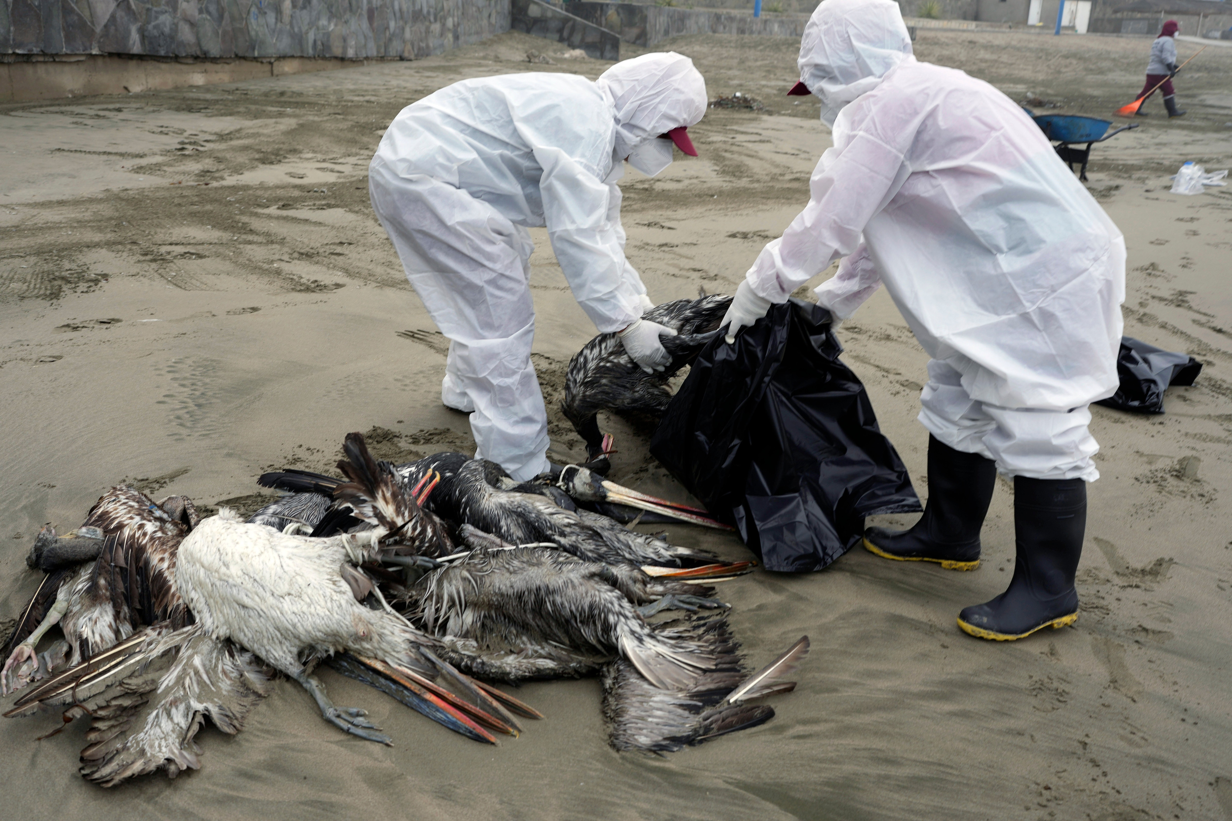Deadly Bird Flu Virus Hits, High Alert