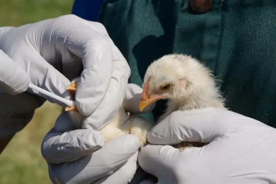 Deadly Bird Flu Virus Hits, High Alert