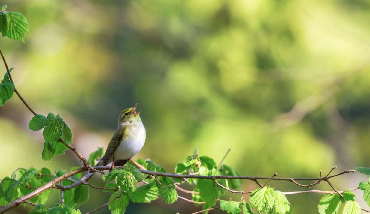 নিম করোলি বাবা