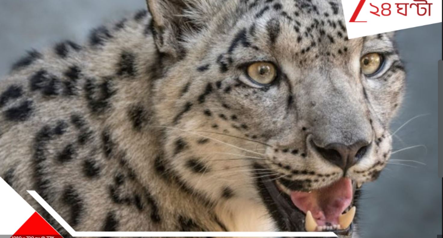 Leopard in Siliguri: বাথরুমে ঢুকতেই ক্ষতবিক্ষত যুবক, উত্তরবঙ্গ বিশ্ববিদ্যালয়ের কাছে চিতাবাঘ! Leopard in Siliguri: বাথরুমে ঢুকতেই ক্ষতবিক্ষত যুবক, উত্তরবঙ্গ বিশ্ববিদ্যালয়ের কাছে চিতাবাঘ!