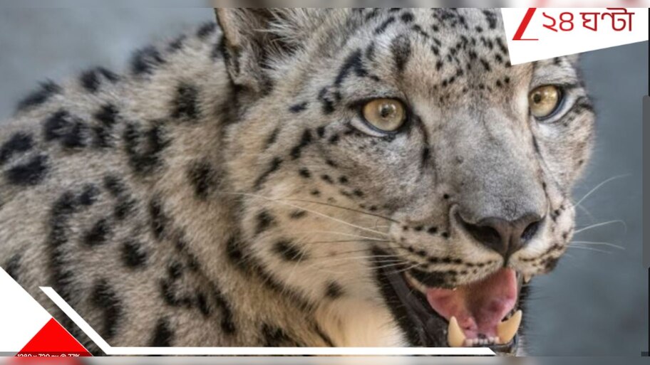 Leopard in Siliguri: বাথরুমে ঢুকতেই ক্ষতবিক্ষত যুবক, উত্তরবঙ্গ বিশ্ববিদ্যালয়ের কাছে চিতাবাঘ!
