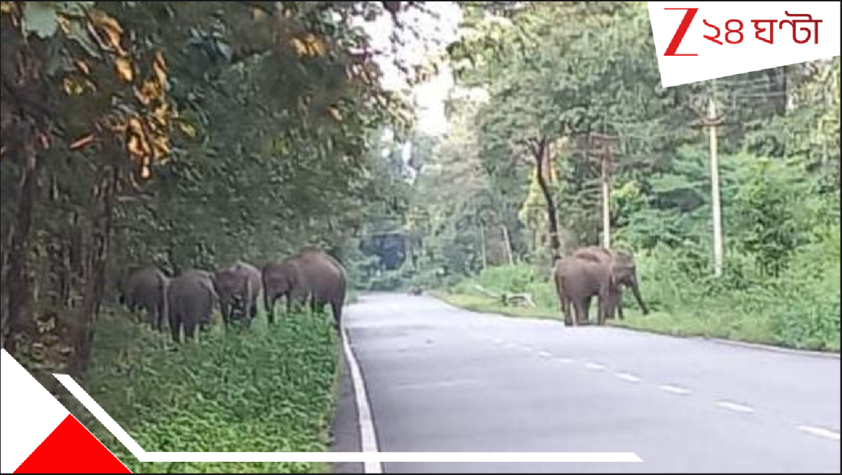 Elephants in Dooars: রাস্তার উপর হাতির দল! জঙ্গলের অপূর্ব সৌন্দর্যে বিস্ময়স্তব্ধ এলাকাবাসী, পর্যটকদল... Elephants in Dooars: রাস্তার উপর হাতির দল! জঙ্গলের অপূর্ব সৌন্দর্যে বিস্ময়স্তব্ধ এলাকাবাসী, পর্যটকদল...