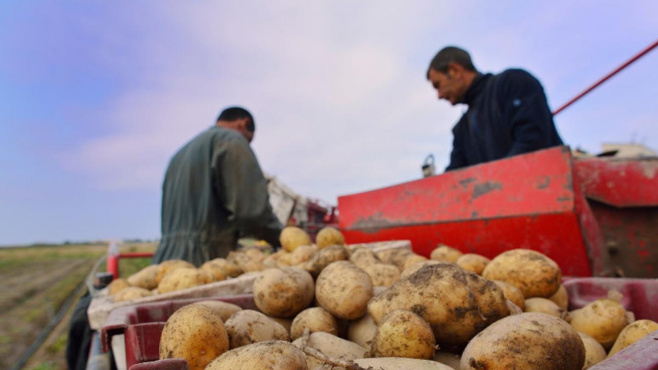 সবচেয়ে দামী আলু সবচেয়ে দামী আলু