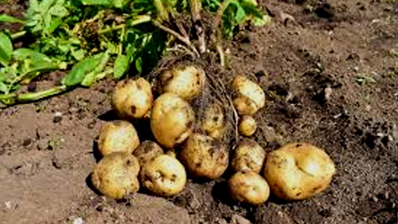 দক্ষিণ এশিয়ায় দাম দক্ষিণ এশিয়ায় দাম