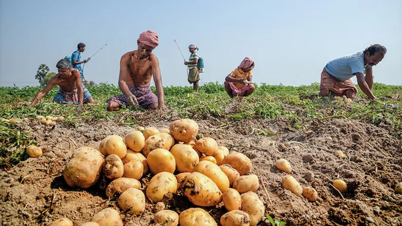 ভারতে জনপ্রিয় আলু ভারতে জনপ্রিয় আলু