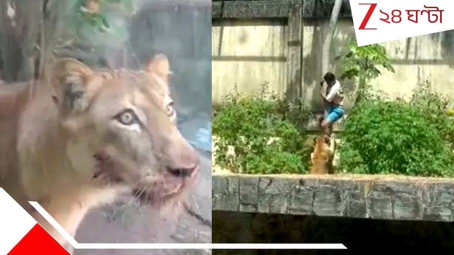 Lion Attack: সিংহকে পোষ মানাব! জেদ ধরে ২০ ফুট দেওয়াল টপকে চিড়িয়াখানার এনক্লোজ়ারে ঢুকে পড়লেন যুবক, তারপরই...