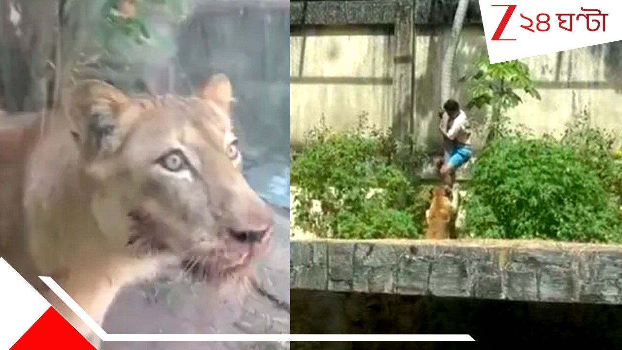 Lion Attack: সিংহকে পোষ মানাব! জেদ ধরে ২০ ফুট দেওয়াল টপকে চিড়িয়াখানার এনক্লোজ়ারে ঢুকে পড়লেন যুবক, তারপরই... Lion Attack: সিংহকে পোষ মানাব! জেদ ধরে ২০ ফুট দেওয়াল টপকে চিড়িয়াখানার এনক্লোজ়ারে ঢুকে পড়লেন যুবক, তারপরই...