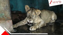 চিড়িয়াখানার খাঁচার বাইরে বেরিয়ে পড়ল সিংহী! হাড়হিম ঘটনায় দর্শনার্থীদের চোখ কপালে