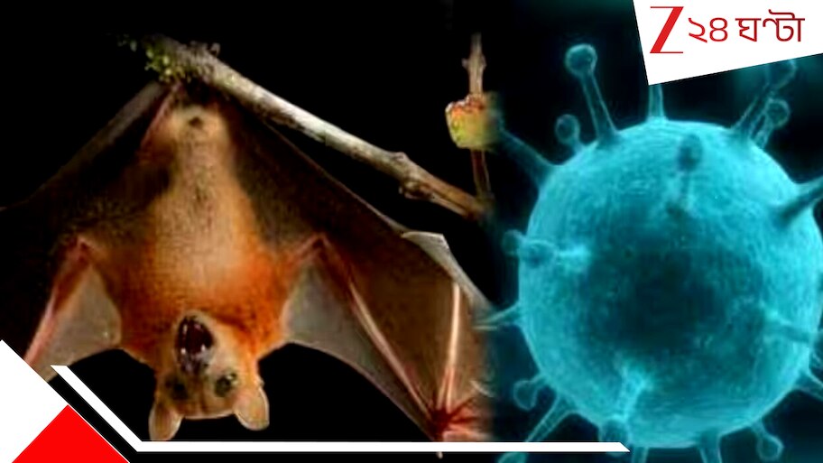 Nipah Virus in Kolkata: কোভিডের থেকেও মারাত্মক নিপা ভাইরাস হানা দিয়েছে কলকাতায়! উপসর্গ নিয়ে হাসপাতালে ভর্তি ২ নার্স...