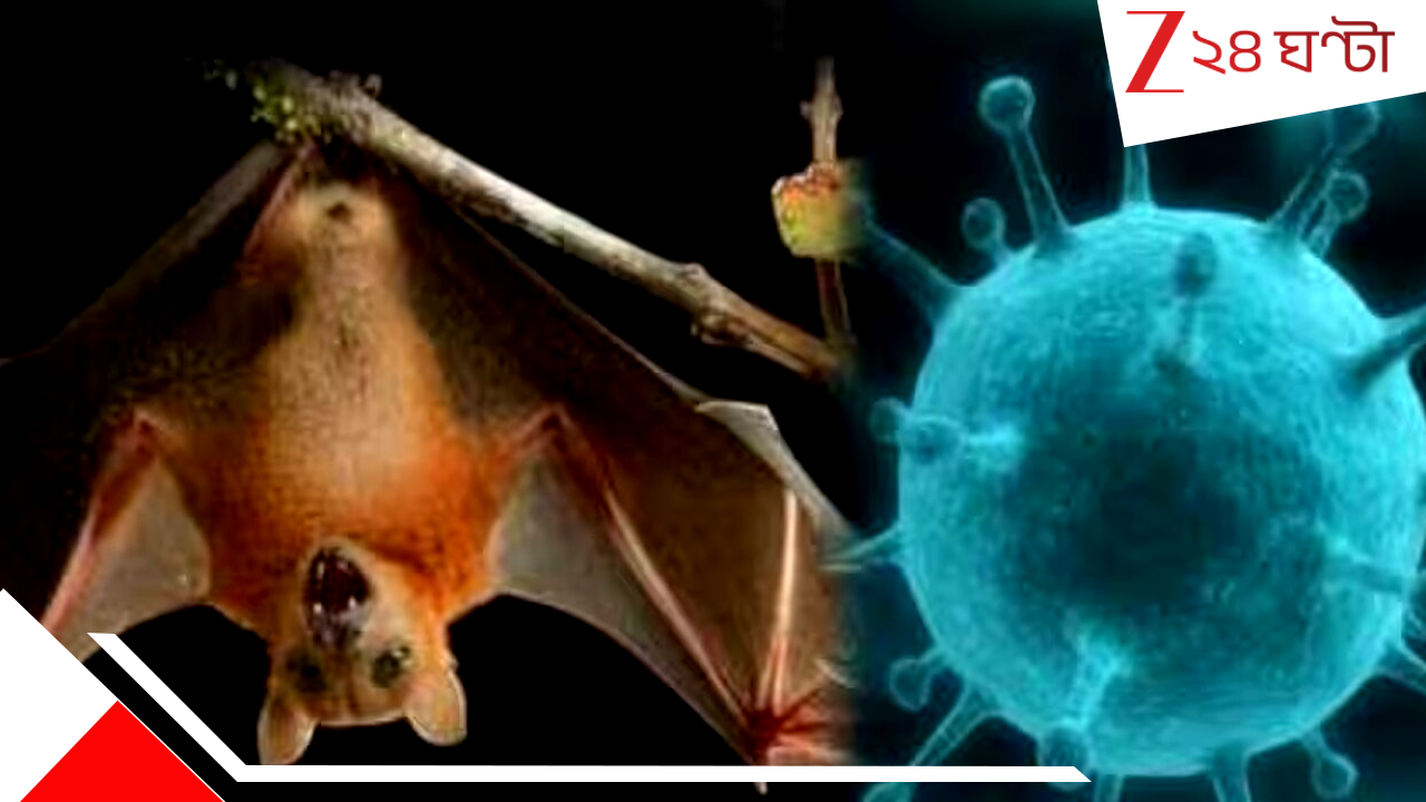 Nipah Virus in Kolkata: কোভিডের থেকেও মারাত্মক নিপা ভাইরাস হানা দিয়েছে কলকাতায়! উপসর্গ নিয়ে হাসপাতালে ভর্তি ২ নার্স... Nipah Virus in Kolkata: কোভিডের থেকেও মারাত্মক নিপা ভাইরাস হানা দিয়েছে কলকাতায়! উপসর্গ নিয়ে হাসপাতালে ভর্তি ২ নার্স...