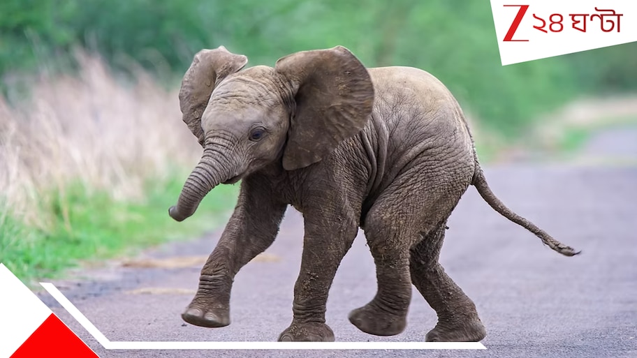 Baby elephant died in Tamil Nadu: বুনো ফল ভেবেই শুঁড়ে করে খেল 'বোমা'! আহারে ছোট হস্তিশাবক! 