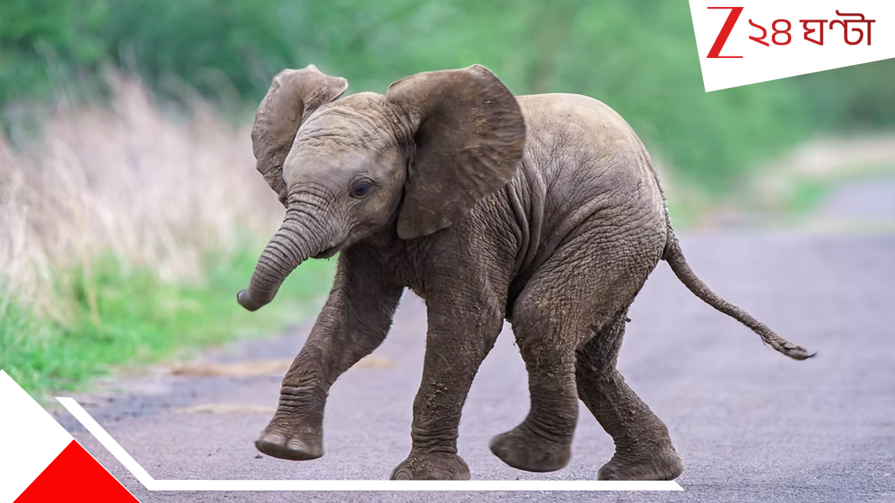 Baby elephant died in Tamil Nadu: বুনো ফল ভেবেই শুঁড়ে করে খেল ‘বোমা’! আহারে ছোট হস্তিশাবক! Baby elephant died in Tamil Nadu: বুনো ফল ভেবেই শুঁড়ে করে খেল ‘বোমা’! আহারে ছোট হস্তিশাবক!