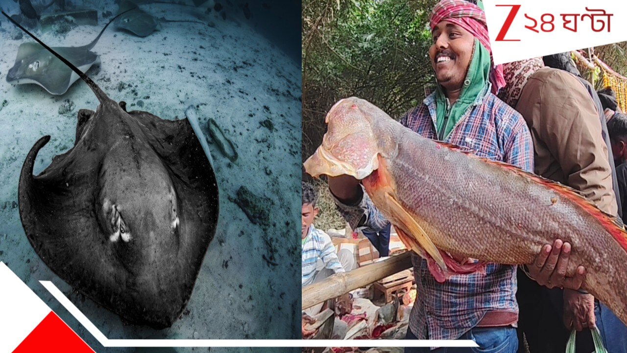 Fish Fair: ৫০ কেজির শংকর! ৩৫ কেজির কাৎলা! ৪০ কেজির ভোলা! ৫ ফুটের বান ...