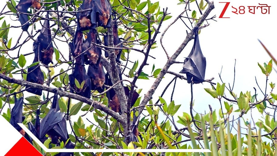 Nipah Virus in Bengal: নিপার ভয় নয়! বাংলার এই গ্রামে বাদুড়ই পরিবারের সদস্য... রক্ষা করা হয় তাদের...
