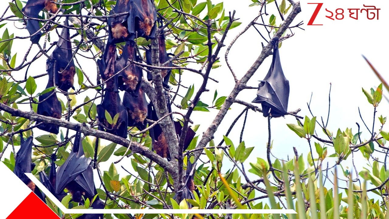 Nipah Virus in Bengal: নিপার ভয় নয়! বাংলার এই গ্রামে বাদুড়ই পরিবারের সদস্য... রক্ষা করা হয় তাদের... Nipah Virus in Bengal: নিপার ভয় নয়! বাংলার এই গ্রামে বাদুড়ই পরিবারের সদস্য... রক্ষা করা হয় তাদের...