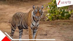 মানুষের হাতের ছোঁয়ায় মরে গেল জলজ্যান্ত ৭২টা রয়্যাল বেঙ্গল টাইগার! কী এমন বিভীষিকা...