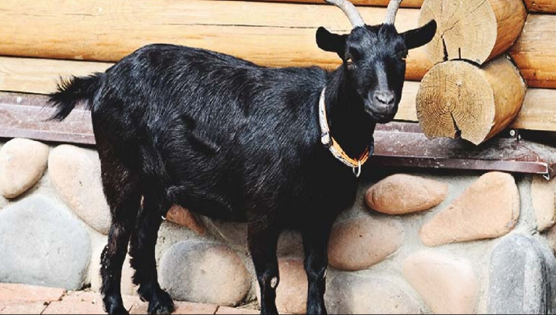 Python Swallow Goat Deadliest Python Swallow Goat: ১৬ ফুটের ভয়ংকর পাইথন গিলল আস্ত ছাগল ...