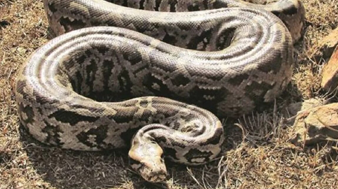 Python Swallow Goat Deadliest Python Swallow Goat: ১৬ ফুটের ভয়ংকর পাইথন গিলল আস্ত ছাগল ...