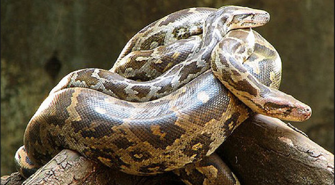 Python Swallow Goat Deadliest Python Swallow Goat: ১৬ ফুটের ভয়ংকর পাইথন গিলল আস্ত ছাগল ...