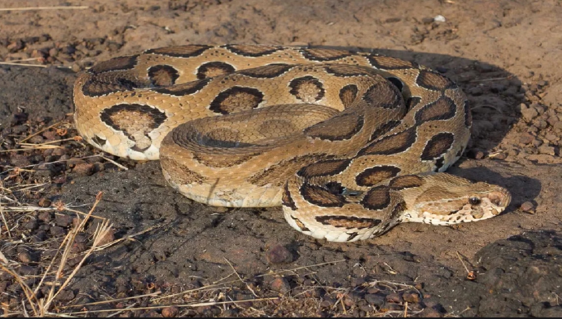 Deadliest Python Swallow Goat: ১৬ ফুটের ভয়ংকর পাইথন গিলল আস্ত ছাগল ...