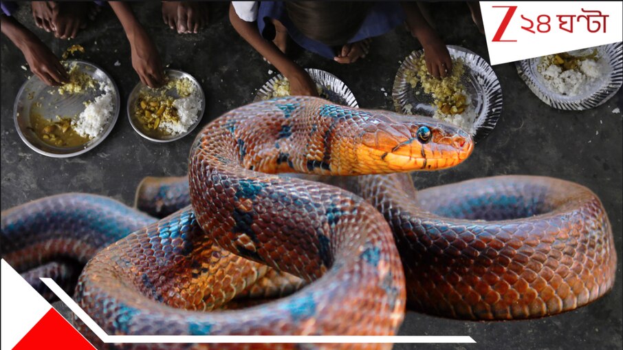 View of Snake in Mid-Day Meal: মিড-ডে মিলে সাপ; খাবার খেয়ে অসুস্থ ২৫০-এর বেশি ...
