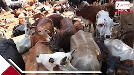 খালি গরুর হাট, বকরি ঈদের আগে নয়া গো হত্যা আইনে বাংলার ব্যবসার অচেনা ছবি...