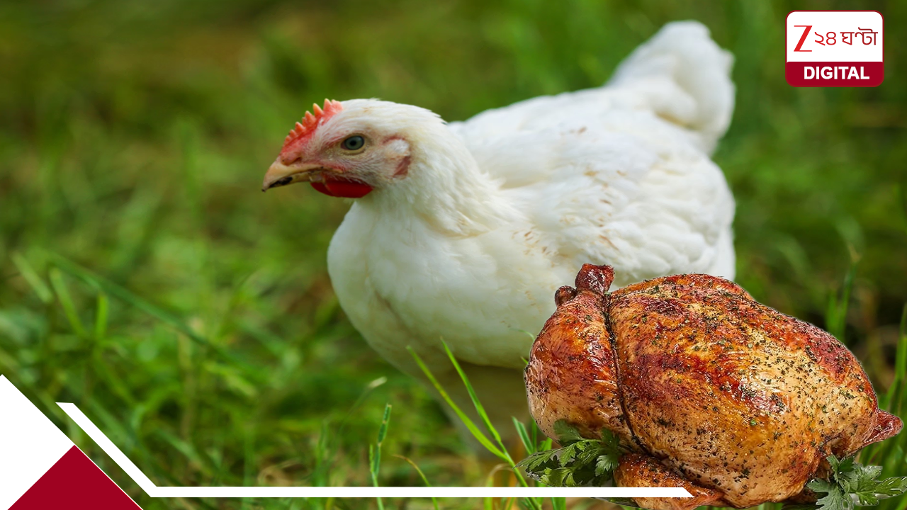 Chicken Crisis: মিলছে না চিকেন! মুরগির মাংসের সাপ্লাইয়ে বিরাট কোপ, বাজারে হাহাকার; রান্নাঘরে বিশাল সংকট Chicken Crisis: মিলছে না চিকেন! মুরগির মাংসের সাপ্লাইয়ে বিরাট কোপ, বাজারে হাহাকার; রান্নাঘরে বিশাল সংকট
