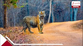 মহা বিপর্যয়! ৪৫ বাঘের মৃত্য়ু, ৫০ জন মানুষেরও মৃত্যু! কী এই 'ক্যাট-২২' সংকট?