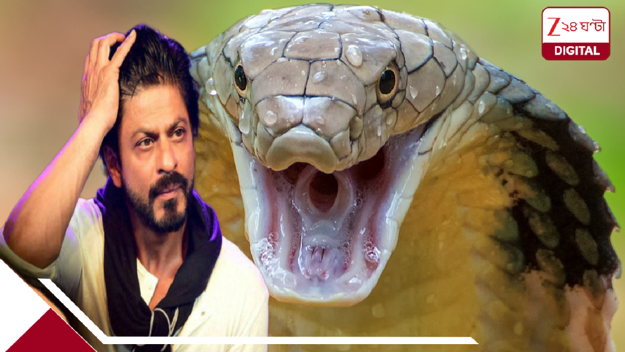 মন্নতে আতঙ্ক! শাহরুখের ঘরে জোড়া সাপ! একটিকে কোনও রকমে ধরা গেলেও অন্যটি… মন্নতে আতঙ্ক! শাহরুখের ঘরে জোড়া সাপ! একটিকে কোনও রকমে ধরা গেলেও অন্যটি…