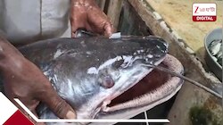 বিশালাকার 'বিরল' বোয়াল ধরা পড়ল জালে! ওজনে প্রায়... বিক্রি হল ৫০০০ টাকায়