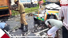 দুর্ঘটনায় মাছবোঝাই ট্রাক, ভেতরে আটকে চালক, রাস্তায় পড়ে থাকা মাছ কুড়তে ঝাঁপালেন স্