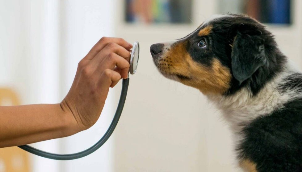 Dogs can sniff out cancer