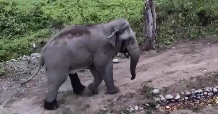 হাতি হাতি