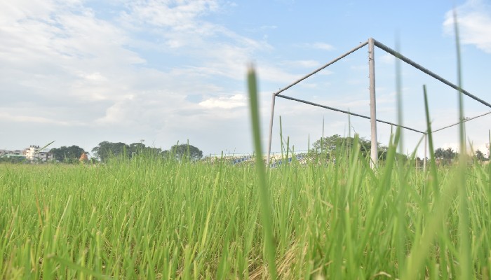 The whole field is full of weeds.