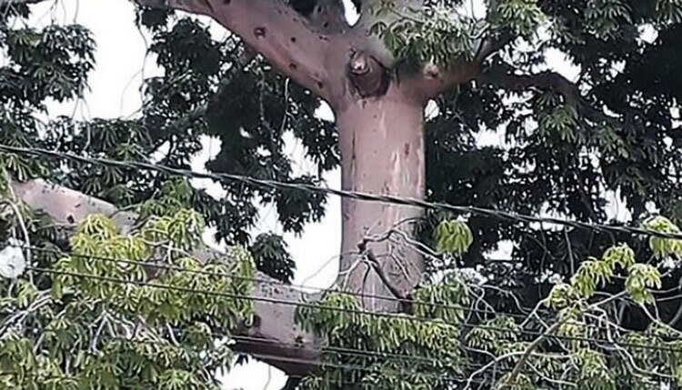 Jesus figure appears in tree