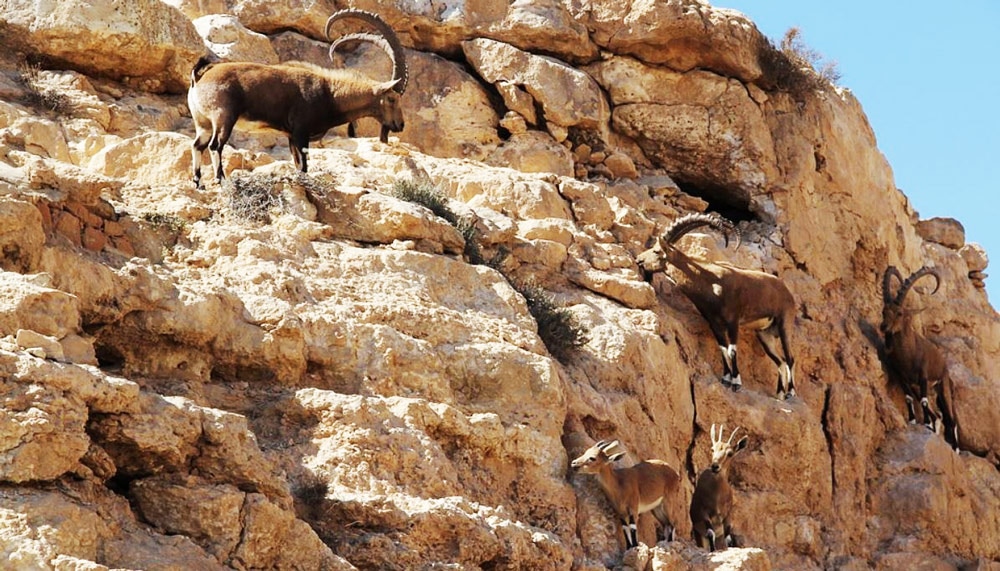 Mountain Goats