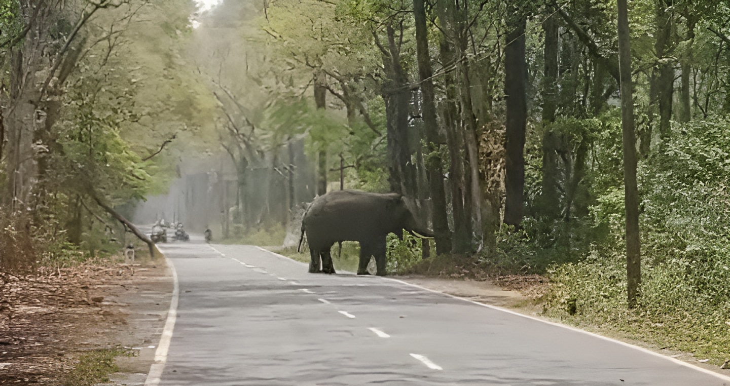 মালবাজারের হাতি