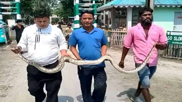 মালবাজারে অজগর