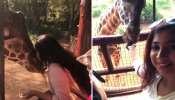 নাইরোবির জিরাফ সেন্টারে গিয়ে জিরাফকে আদরের চুম্বন শ্রেয়ার নাইরোবির জিরাফ সেন্টারে গিয়ে জিরাফকে আদরের চুম্বন শ্রেয়ার