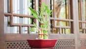 Bamboo Plant Vastu: জানেন, বাঁশ আপনার ঘর-সংসারে কী আশ্চর্য ঘটাতে পারে?