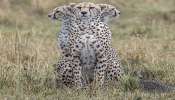 Three-headed Cheetah: একটি চিতার তিনটে মাথা? দেখে তাজ্জব সকলে!