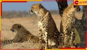 South Africa to Send Cheetahs to India: আগামী দশ বছর ধরে আফ্রিকা থেকে ভারতে উড়ে আসবে চিতা! কেন জানেন?