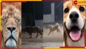 WATCH | Lion vs Dog: পাড়ার নেড়িদের তাড়া, লেজ গুটিয়ে ছুটে পালাল সিংহ! গুজরাতের ঘটনা নিমেষে ভাইরাল
