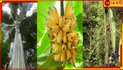 World&#039;s Largest Banana Species: কলা পাকতে সময় লাগে পাঁচ বছর, এর ওজন কত জানলে অবাক হয়ে যাবেন... 