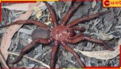 Super-Sized Species of Trapdoor Spider: বিরল প্রজাতির ফাঁদ-পাতা মাকড়সা খুঁজে পেলেন বিজ্ঞানীরা...