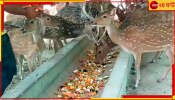 Purulia Mini Zoo: তাপমাত্রা ছাড়িয়েছে ৪৩ ডিগ্রি, বন্যপ্রাণদের দেওয়া হচ্ছে ওআরএস, ভল্লুক খাচ্ছে লাল তরমুজ