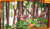 Bankura: লাল মাটির জঙ্গলে জল-নুন-ছোলা-গুড় নিয়ে &#039;হরিণের জন্য একক&#039;!