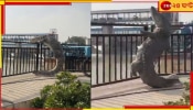 Viral Video: যোগীরাজ্যে একী কাণ্ড! রেলিং টপকাচ্ছে ১০ ফুটের কুমির, আতঙ্কে এলাকাবাসী...