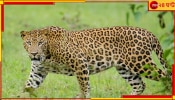 Leopard: রাত নামলেই আতঙ্ক! গুটিগুটি পায়ে শহরে ঢুকছে জোড়া চিতাবাঘ! দেখুন ভিডিয়ো...