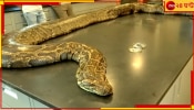 Python Kills Woman: স্ত্রীকে গিলে ফেলেছে ৩০ ফুটের অজগর, বেরিয়ে-থাকা পা দেখে হাড়হিম স্বামীর